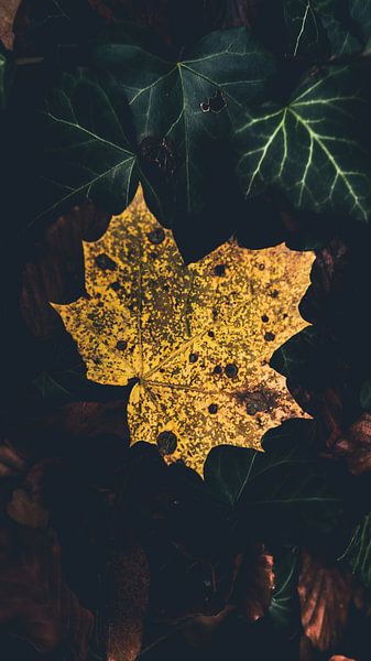Herbst von Joris Machholz