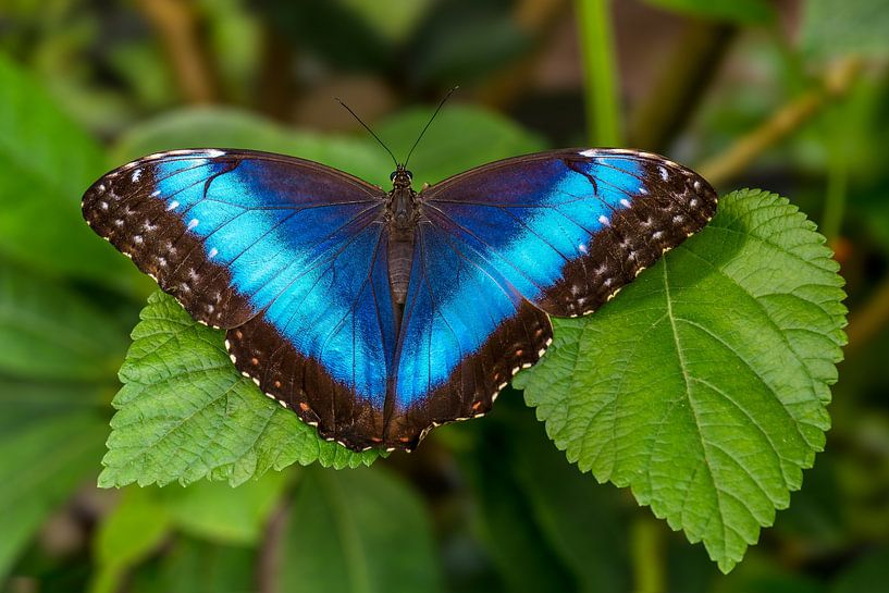 Papillon bleu azur sur feuilles vertes (papillon Passiflore), fond doux par Jolanda Aalbers