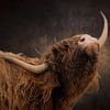 Schotse Hooglander laat zijn hoorns zien van Francis Dost
