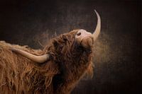 Scottish Highlander shows off his horns