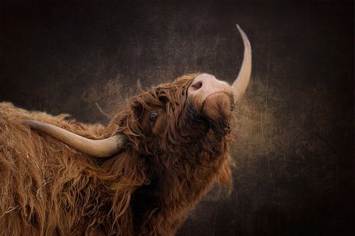 Scottish Highlander shows off his horns