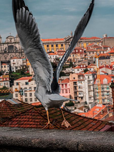 Porto by Hello Pompoyo
