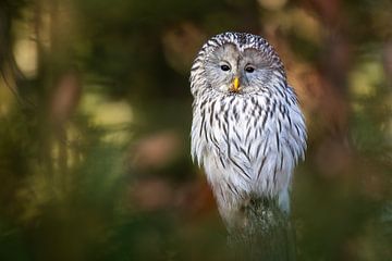 Habichtskauz im Herbstwald von Daniela Beyer