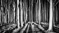 Forêt fantôme, piXXelpark par 1x Aperçu