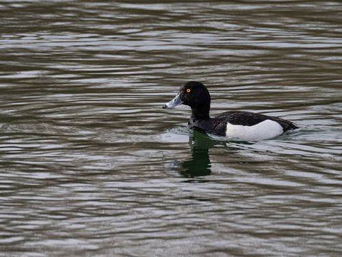 Canard colvert sur la Loisach