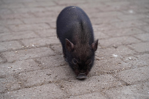 Mini biggetje bij zijn eerste uittocht op de boerderij.