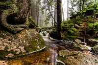 Het Magische Bos