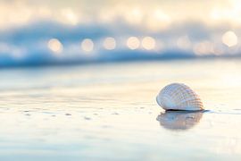 Muschel am Strand von Poster Art Shop