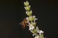 Megachile centuncularis par Tanja van Beuningen Aperçu