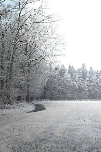 An Enchanted Winter Landscape