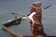 Jan-van-genten Helgoland Eiland Duitsland van Frank Fichtmüller thumbnail