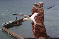 Jan-van-genten Helgoland Eiland Duitsland