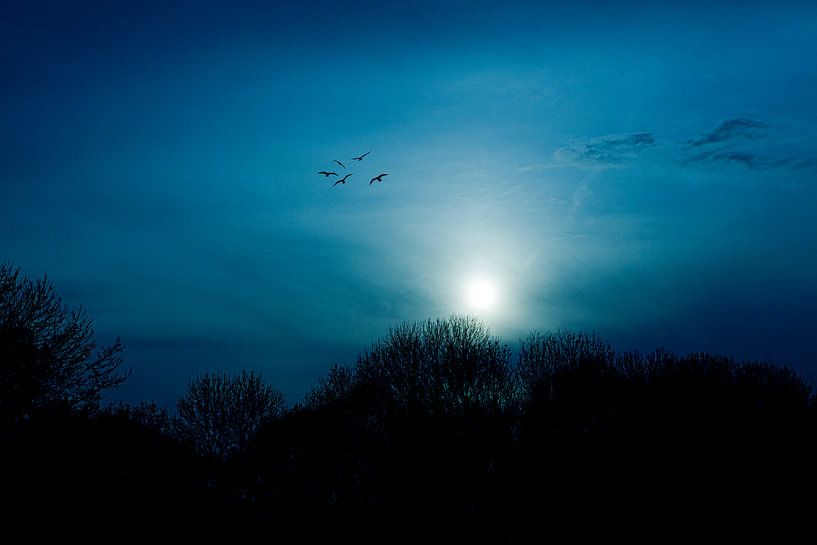 Freedom by Jaap van der Toorn