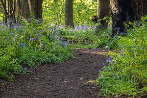 Gewundener Pfad durch Wald mit wilden Hyazinthen in Wildrijk in Sint Maartensvlotbrug
