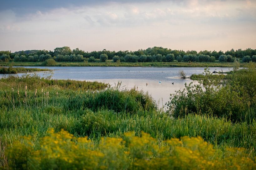 Zouweboezem nature reserve by Ilse de Deugd