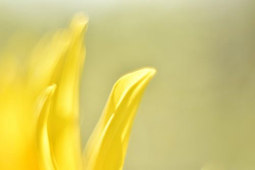 Vaste zonnebloem vintage lens high key