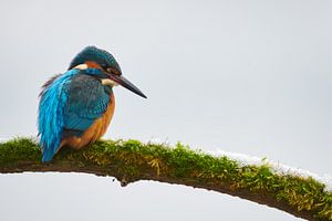 Eisvogel