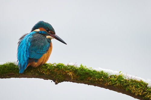 IJsvogel in de sneeuw