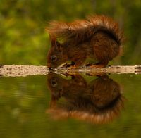 Drinking Squirrel with reflection.