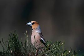 Apfelfink von Merijn Loch
