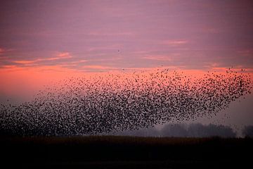 Awakening Starlings