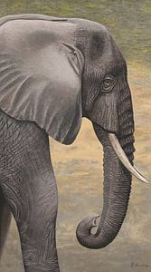 Elephant III ( Elephant III ) sur Russell Hinckley