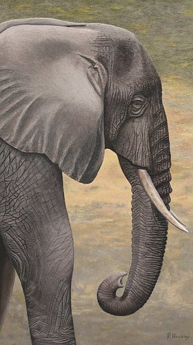 African Elephant III
