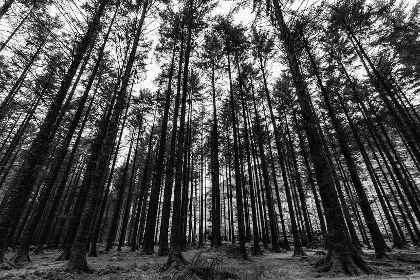 Schaduwen en hoge bomen van Licht! Fotografie