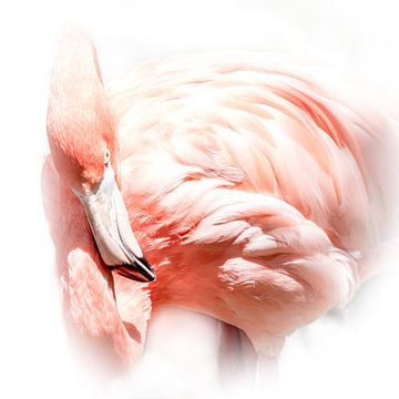 Flamingo van Ingrid Kerkhoven Fotografie