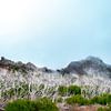 Weathered and Abandoned: The Desiccated Trees of the Mountain by Joost Lagerweij