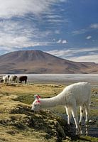 Grazing alpaca in front of a volcanic landscape