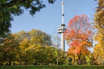 The Park, the Euromast and the sweet gum tree