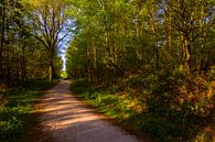 Forest Path 'Spring' van William Mevissen thumbnail