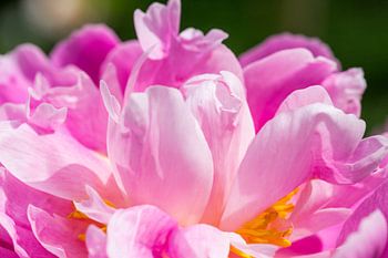 Seitenansicht einer Pfingstrose