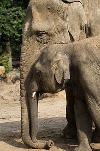 éléphant