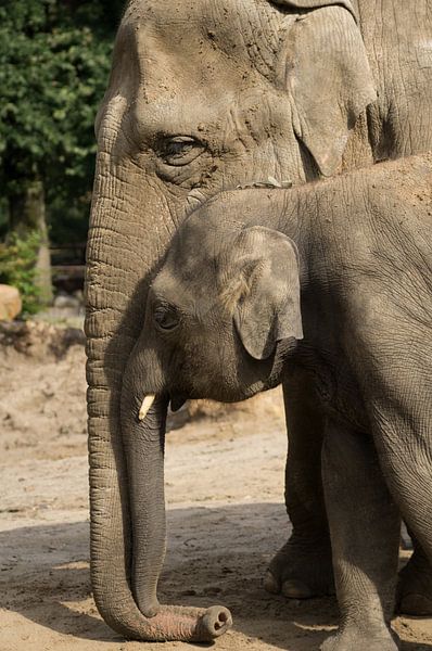éléphant par Andrea Ooms