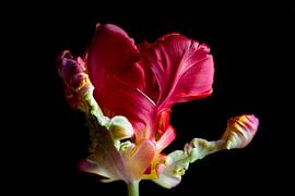 Tulip, full colour solitary and large by Tamara van Aggelen