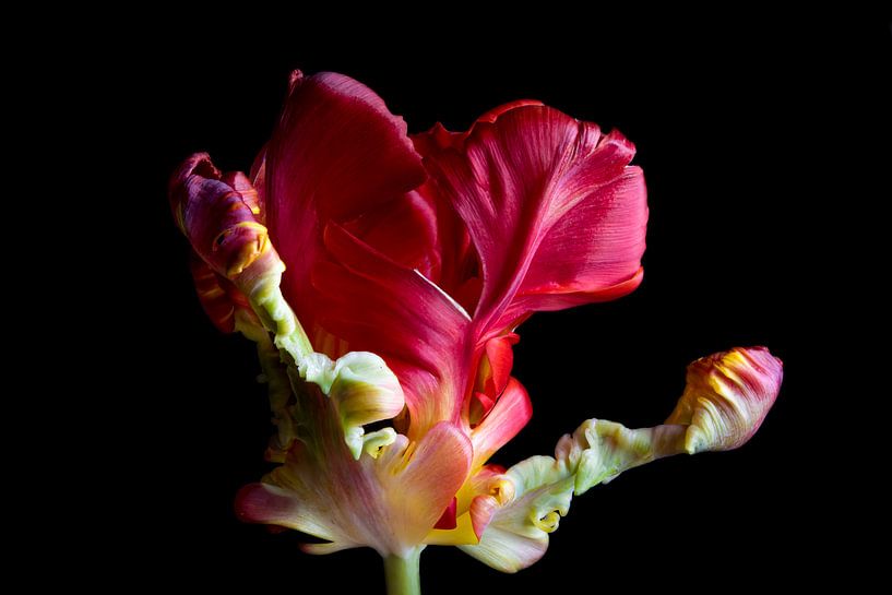 Tulip, full colour solitary and large by Tamara van Aggelen