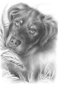 Jonge hond rustend tussen bladeren van Adria Mueller