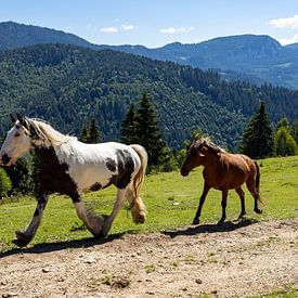 Wild horses in nature by Roland Brack