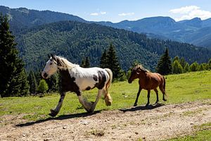 Wilde Pferde in der Natur