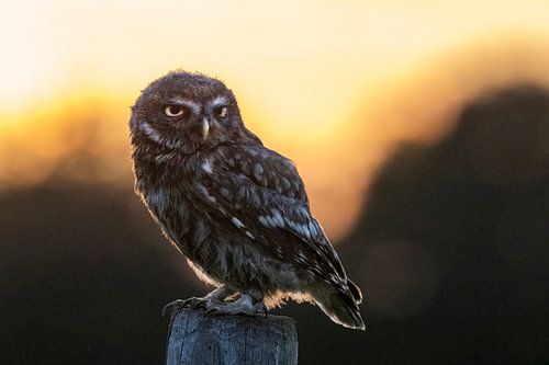 Steenuiltje bij zonsondergang