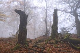 Arbre mort sur Carole Winchester