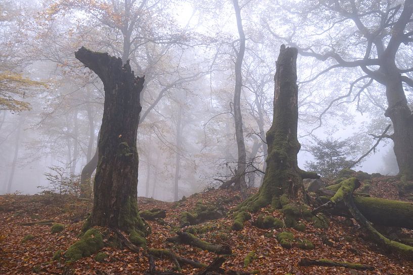 Dode boom van Carole Winchester