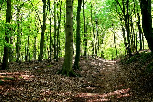 Maiwald im Morgenlicht by Ostsee Bilder