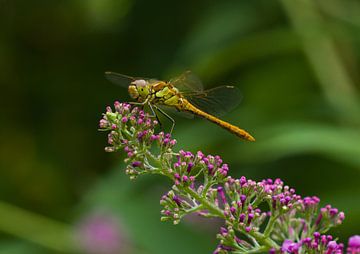 Groene Heidelibel op Vlinderstruik van Martin Smit