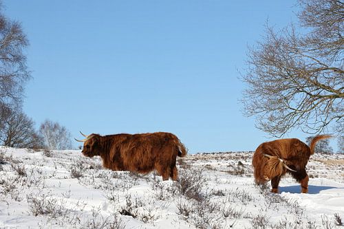 Runderen op winterse Mookerheide van Finc.Hart