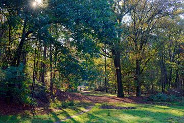 Een bosrand van een openplek in het bos van Gerard de Zwaan