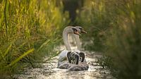 Swans with young in narrow ditch