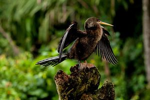Anhinga anhinga